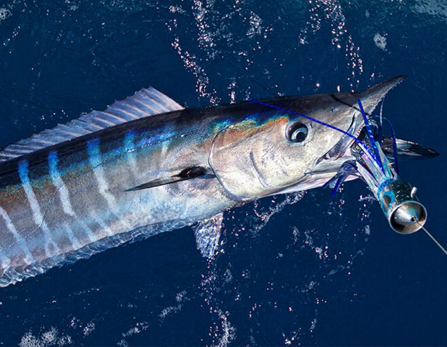 key-west-wahoo-in-winter-1200x800