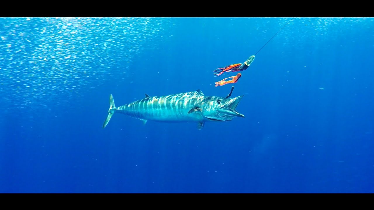5-Hour Deep Sea Fishing